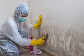 Why You Should Choose Our Mold Remediation Services in Endwell, NY